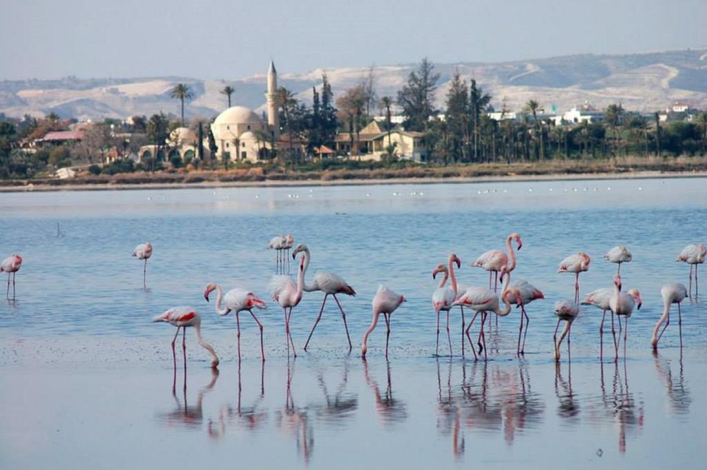 Ithaki Phinikoudes Apartment 307 Larnaca Pokoj fotografie